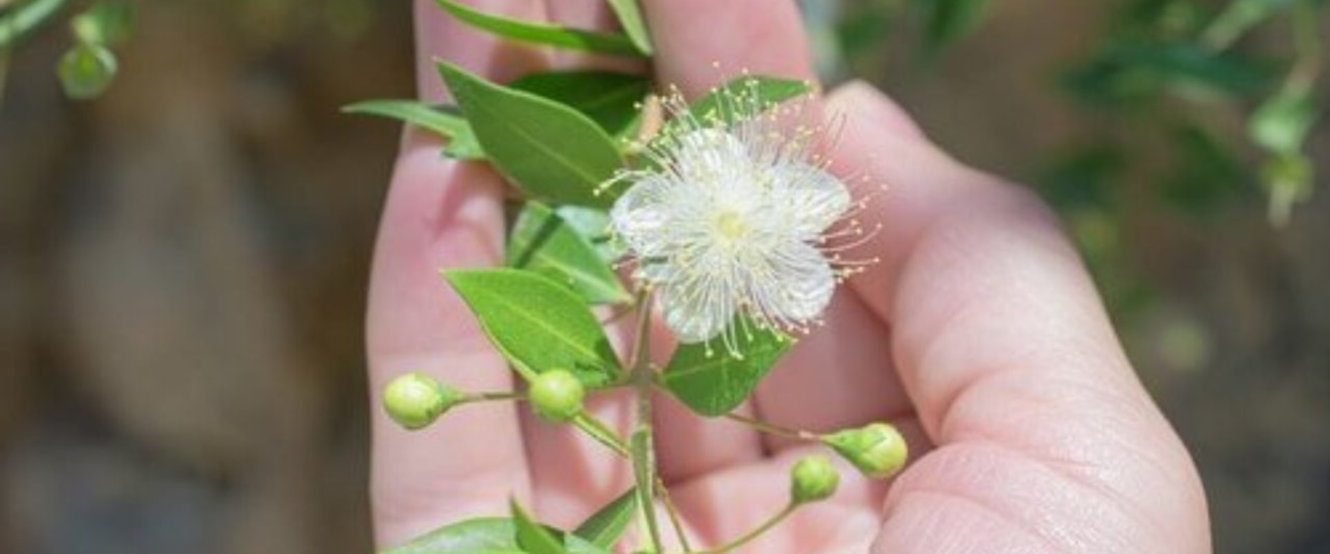 Les fleurs de myrte sont-elles comestibles ?