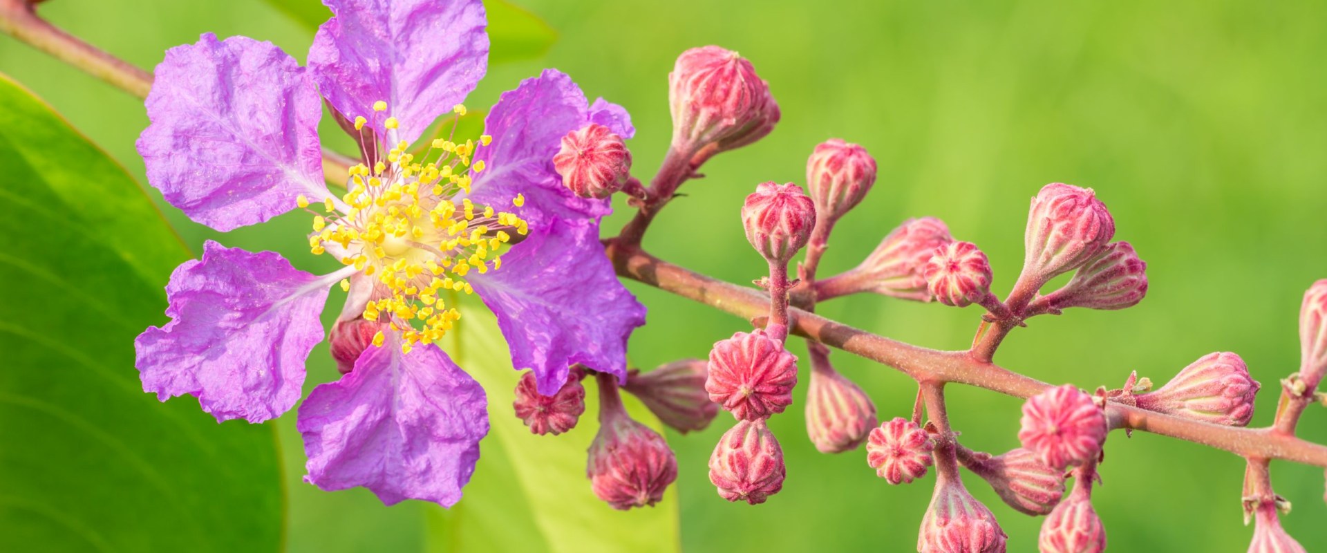 À quoi sert l'arbre de Myrte ?