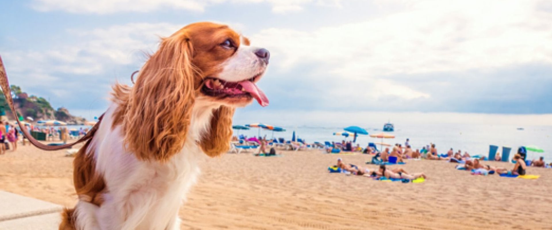 Myrte est toxique pour les chiens ?
