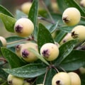 Les fleurs de myrte sont-elles toxiques ?