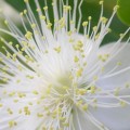 Qu'est-ce qu'une fleur de myrte ?