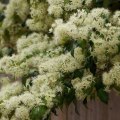 Quelle est la différence entre le myrte et le myrte citronné ?