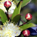 À quoi ressemble une fleur de myrte ?
