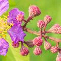 À quoi sert l'arbre de Myrte ?