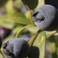 L'huile essentielle de myrte peut-elle être prise en interne ?