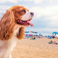 Myrte est toxique pour les chiens ?