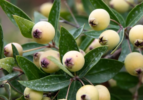 Les fleurs de myrte sont-elles toxiques ?
