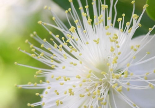 Qu'est-ce qu'une fleur de myrte ?
