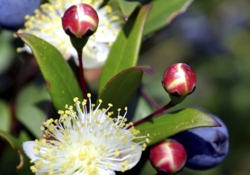 De quelle couleur est la fleur de myrte ?