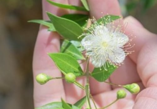 Les fleurs de myrte sont-elles comestibles ?