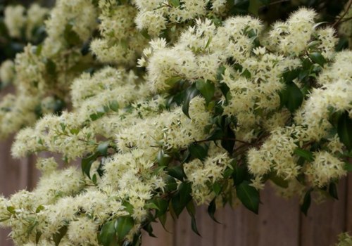 Quelle est la différence entre le myrte et le myrte citronné ?