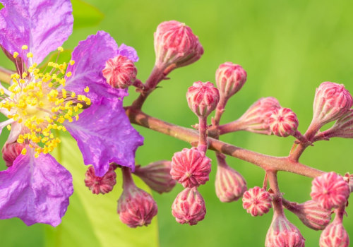 À quoi sert l'arbre de Myrte ?