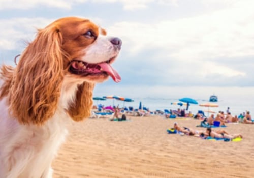 Myrte est toxique pour les chiens ?